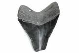 Bargain, Fossil Megalodon Tooth - Serrated Blade #370479-1